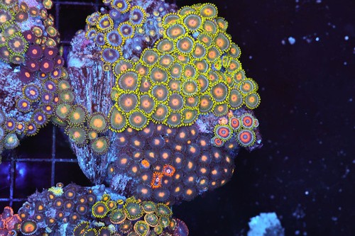 Multi zoanthid rock colony - multi-zoanthid,
