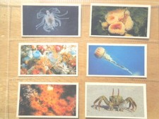 1985 Doncella The Living Ocean