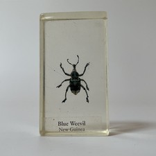 Real Life Bugs And Insects