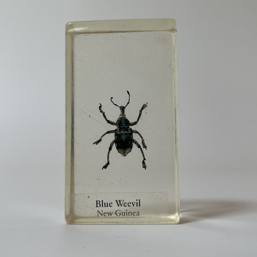 Real life bugs and - real, insects