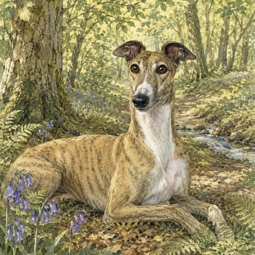 Greyhound lurcher - greyhound,