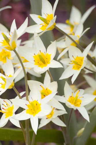 Tulip turkestanica white - tulip,