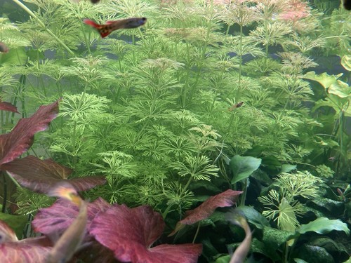 Limnophila sessiliflora