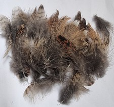 Woodcock Body Plumage Feathers