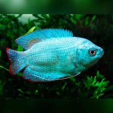 4-Pack Powder Blue Dwarf