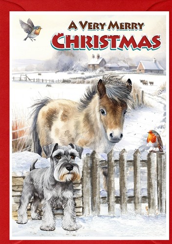 Miniature schnauzer dog - miniature,