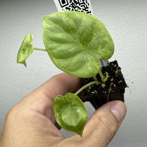 Alocasia silver dragon - alocasia, aurea