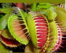 Venus Fly Trap Seeds, Dionaea Muscipula, Bonsai Carnivorous Plant Seeds