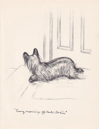 1936 skye terrier dog - 1936,