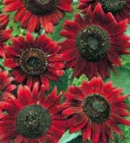 Helianthus annuus red - helianthus,