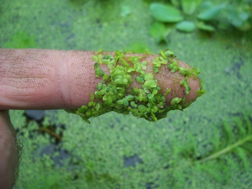 Cup duckweed fish koi - 1,