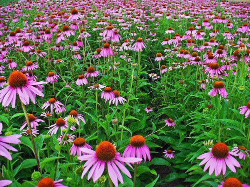 Echinacea purpurea 6 plug - 'purpurea',