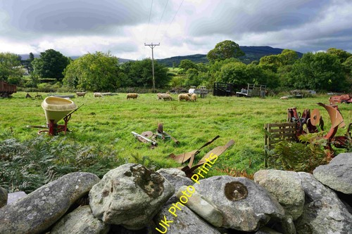 Photo sheep and discarded - a2,