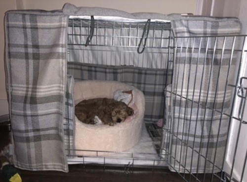 Lords labradors dog crate - lords,