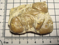 Ordovician Homotelus