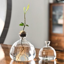 Avocado Seed Initial Vase Avocado Vase for Growing Kit Plant Glass Plant Vase