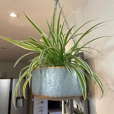 Grey Metal Hanging Plant Pot Flower Basket Garden Planter Gold Decorative Rim