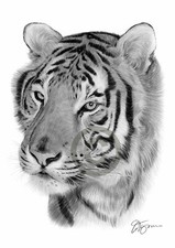 BENGAL TIGER Pencil / Graphite
