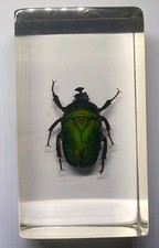 Emerald Beetle Real Insect Bug