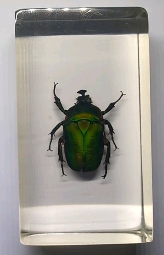 Emerald beetle real insect bug - real,