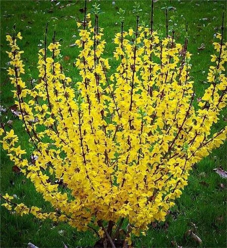 Tall forsythia bright - cm,