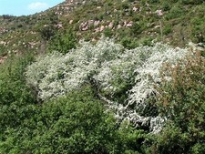 GORGEOUS.FRAGRANT- HAWTHORN