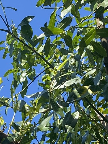 Fresh bay leaves - fresh,