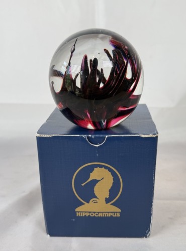 Hippocampus vintage clear - hippocampus,