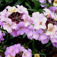 Erysimum Plug Plants Wallflower Night Skies Garden Patio Flowers Pack of 3