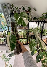 monstera albo variegated