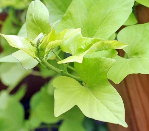 Mini ornamental sweet potato - mini,