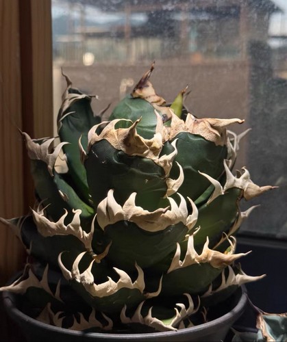 Rare live house plant agave - live,