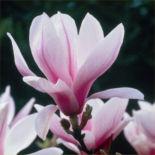 Magnolia soulangeana tulip - magnolia,