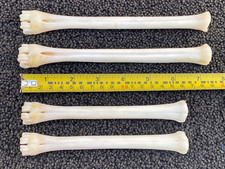Real 4X Roe deer lower front &