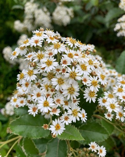 Oleria daisy bush plant - oleria,