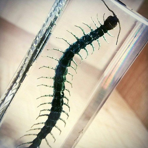 Best quality centipede - best,