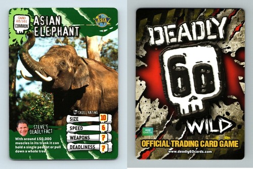 Asian elephant 161 - asian, #23/161