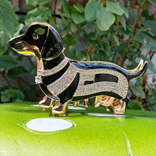 Beautiful dachshund dog black - dachshund,