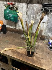Sarracenia  SL014 ‘ Schnells