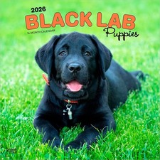 Black Labrador Retriever Puppies Calendar 2026 | Square 30cm x 30cm | 100% Plast