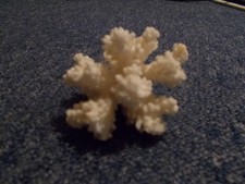 authentic vintage piece of dried white coral large: 8 x 6 cm