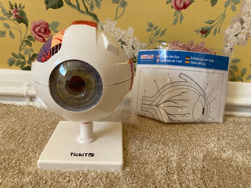 Tickit human eye - model, 03101