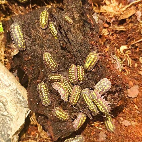 Live isopods armadillidium - live,