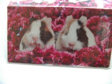 Guinea pigs in a bed of