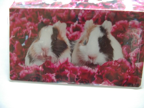 Guinea pigs bed of - in,