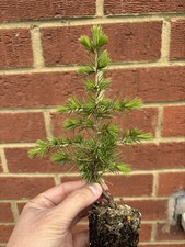  Cedrus Libani - Cedar of