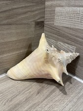 Large Sea Shell For Decoration