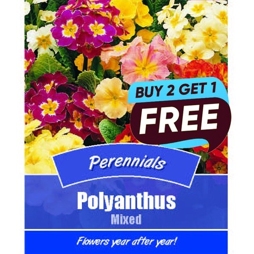 Polyanthus mixed flower seeds - polyanthus, seeds-