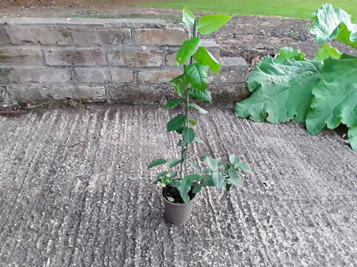 Bluecrop blueberry bush - bush, –