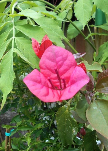 Young bougainvillea san - a,